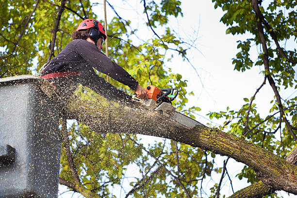 Why Choose Our Tree Removal Services in Woodcrest, CA?